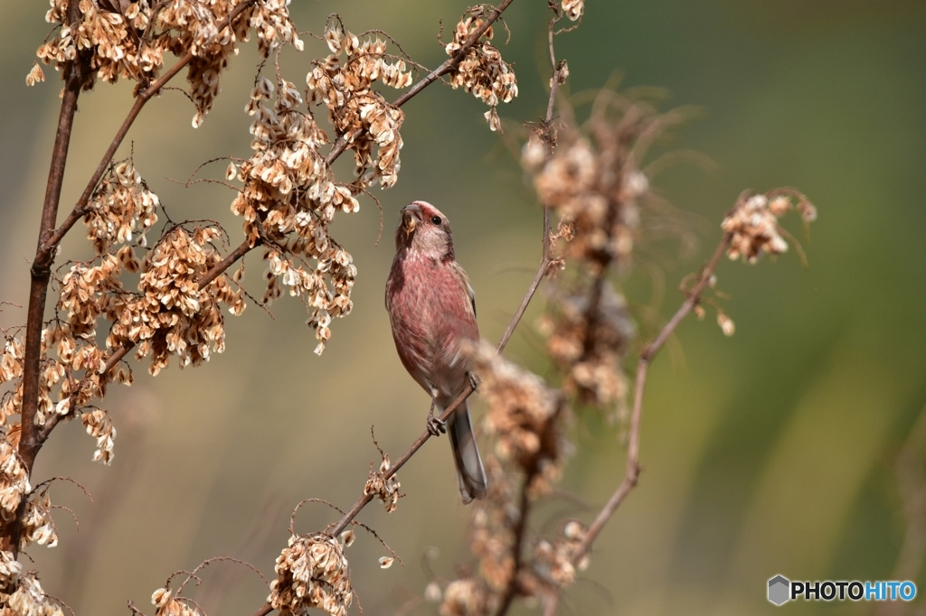 食べ放題なのだ