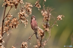 食べ放題なのだ