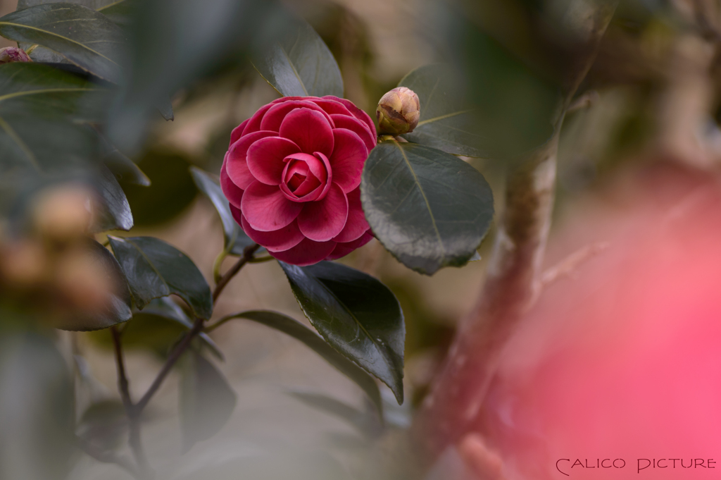 耐冬花 Ⅴ