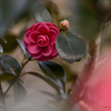 耐冬花 Ⅴ