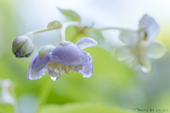 雨と青花