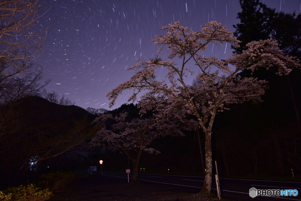 里山の夜桜