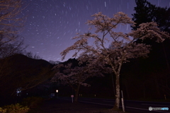 里山の夜桜