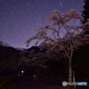 里山の夜桜