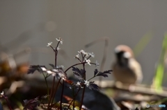 雪解けを知らせる花