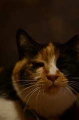 フグ猫(笑)