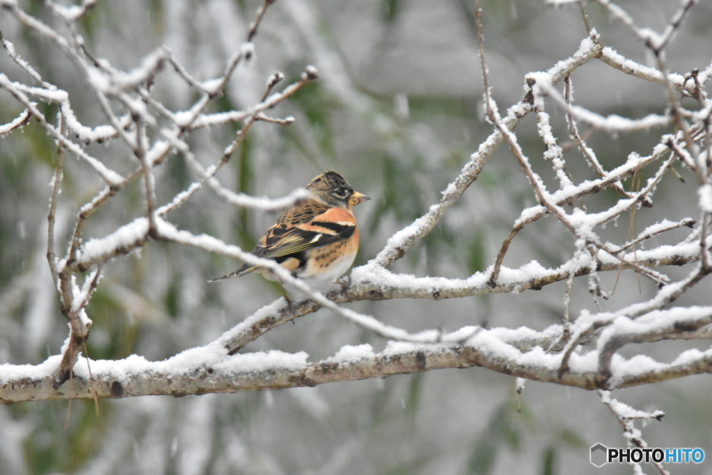 積もってきたよ･･･
