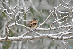 積もってきたよ･･･