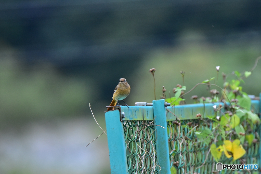 見つめるジョウビタキ