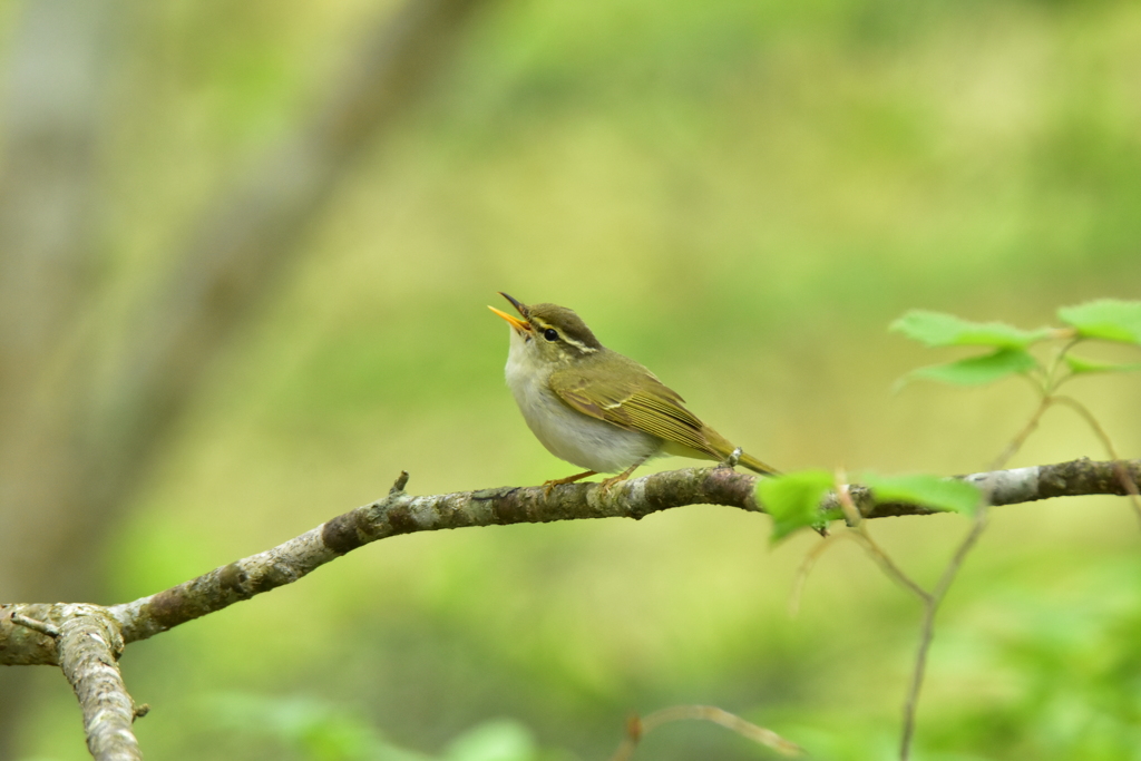 ねぇ 聞いてる？