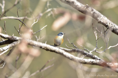 寒林での出会い