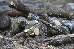 私とルリビタキの距離