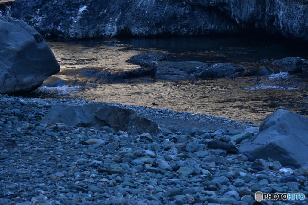渓流の素潜り名人
