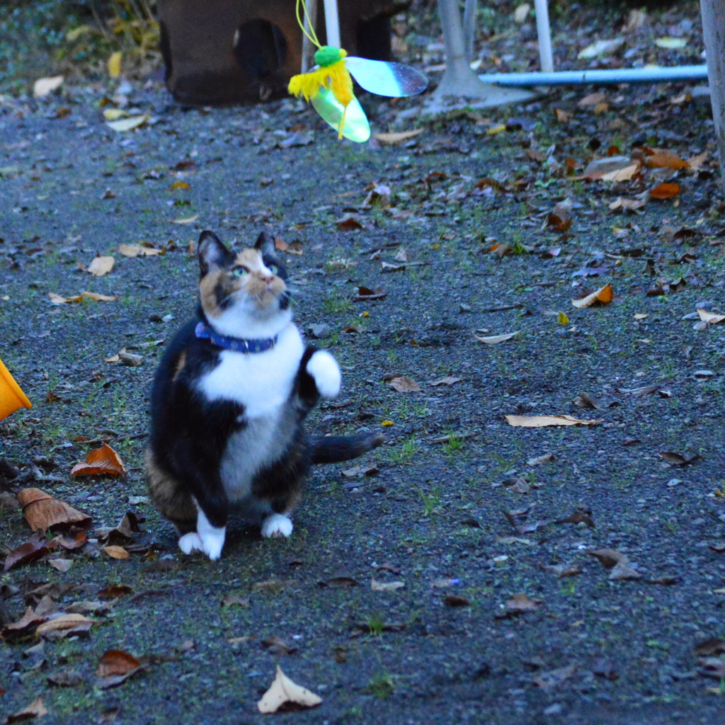 いつでもいいニャ！