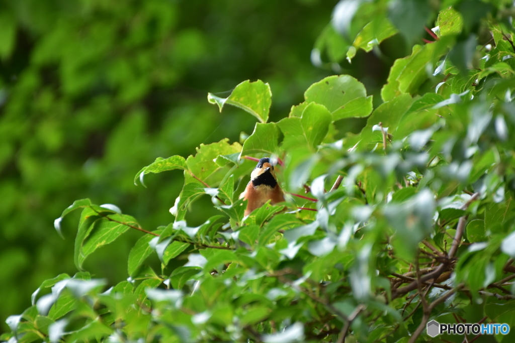 み〜んな僕のもの