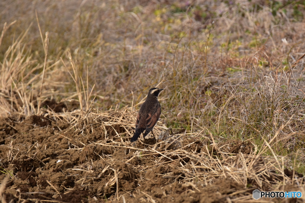 田んぼは餌の宝庫