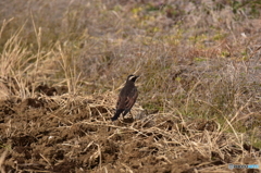 田んぼは餌の宝庫 田んぼは餌の宝庫