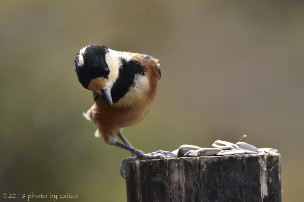 どっちも気になる･･･