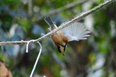 餌に向かってGO！