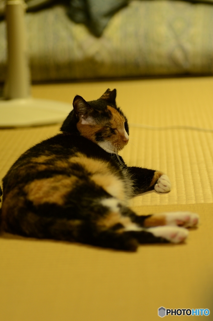 ごろりん