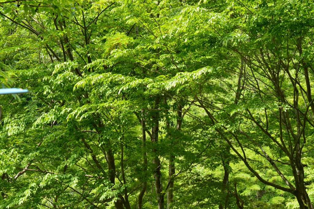 ウォーリー(オオルリ)を探せ♪