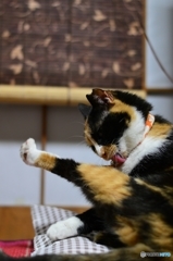 寝る前のお手入れニャ♪