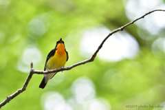 夏鳥 ～純黒色～