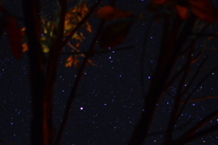 夜の栃の木