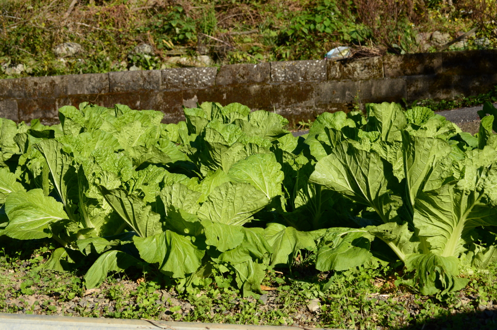 我が家の白菜