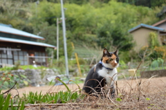 縄張り確認