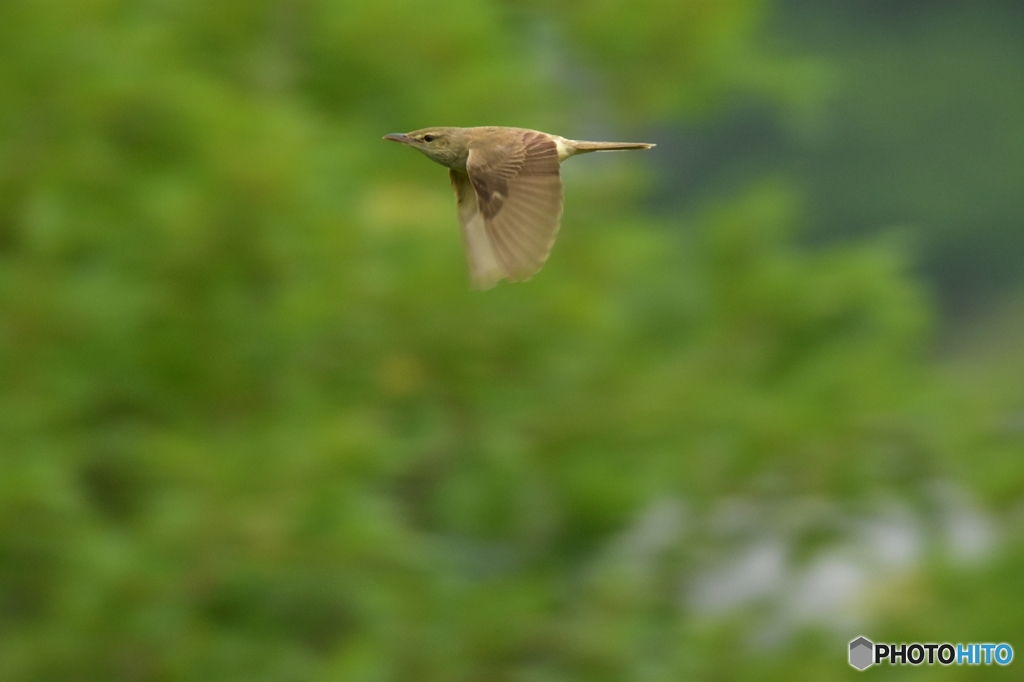 オオヨシキリを追え