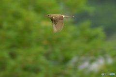 オオヨシキリを追え