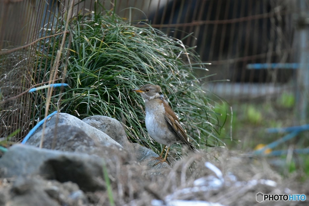 柵の中が気になるのだ