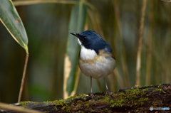 僕の足 長いでしょう♪