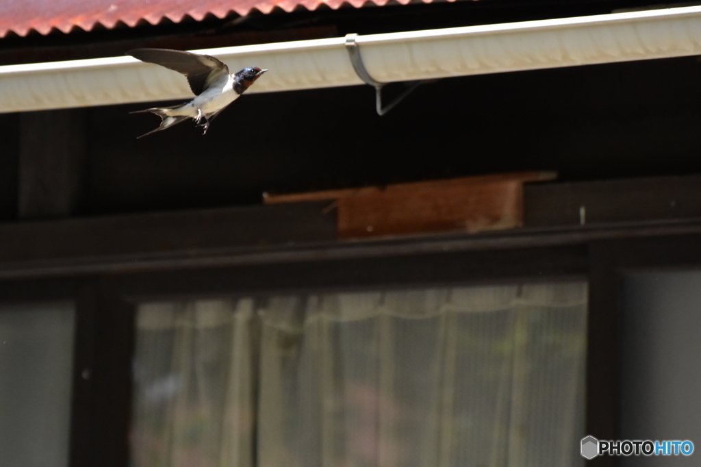 燕の巣に･･･