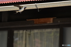 燕の巣に･･･