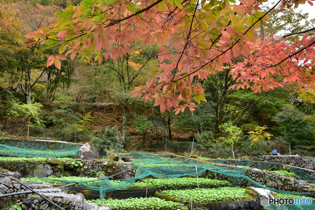 色付く山葵田