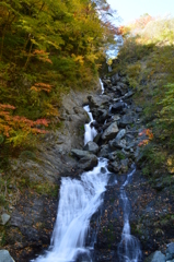 鯉が滝