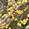 我関せずなヤマガラ