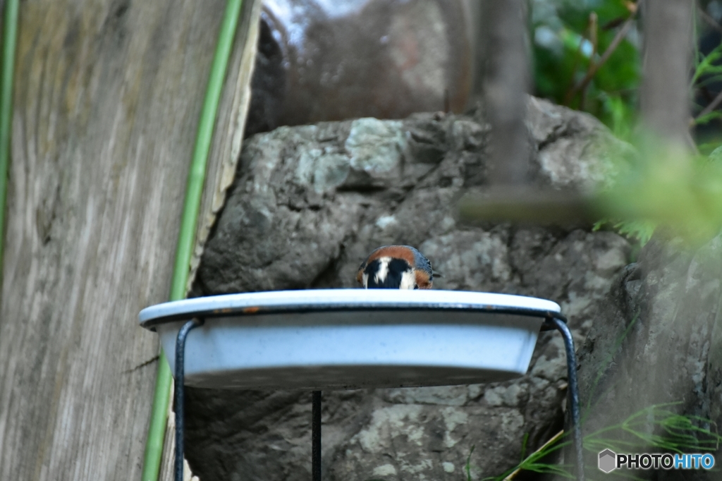 のどが渇いたよ♪