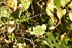 かくれんぼ Ⅰ かくれんぼ Ⅰ