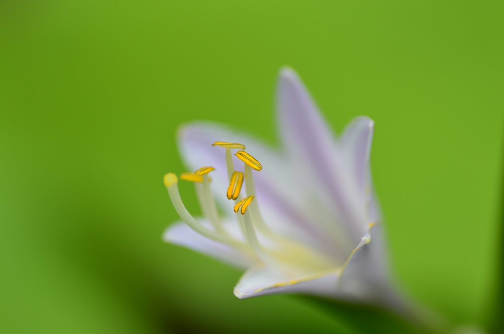 蜂を待つギボウシの花