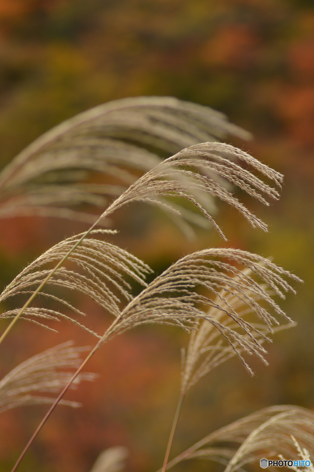 薄(すすき)の ｢茶色｣