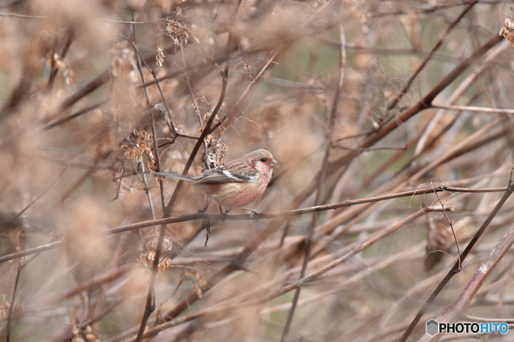 薄紅色のベニマシコ
