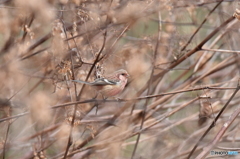 薄紅色のベニマシコ