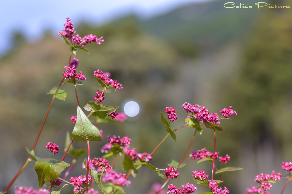 山里の高嶺ルビー