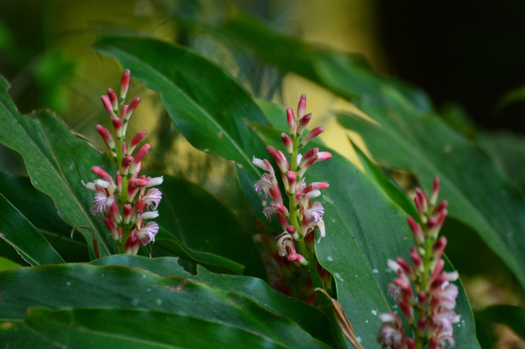 花茗荷