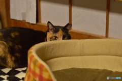 障子が破けなかったニャ