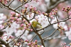 桜 咲いてきたよ〜