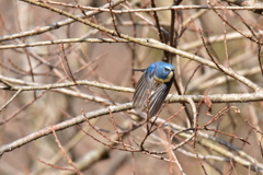 忍者のように Ⅱ